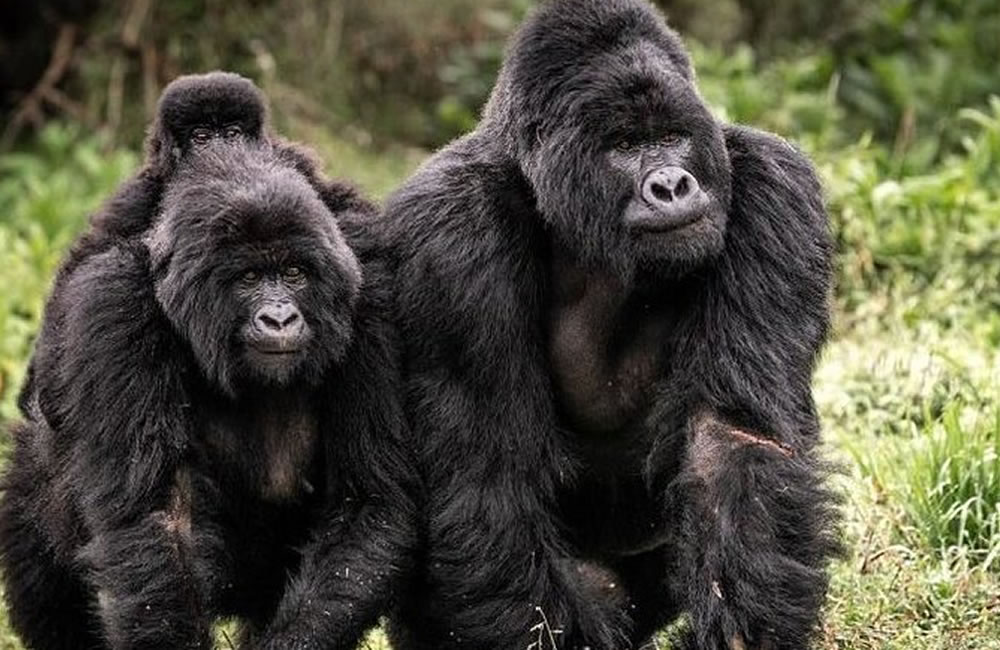 Go Gorilla Trekking in Mgahinga National Park