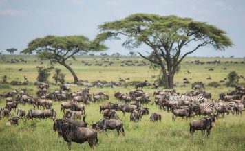 Safari in Northern Tanzania Serengeti Wildebeests Migration