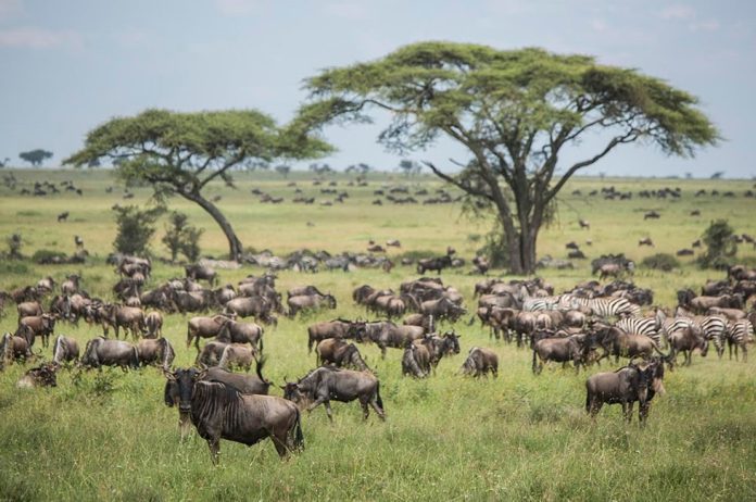 Serengeti Wildebeests Migration