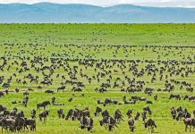 Best 10 National Parks in East Africa Serengeti Wilderness