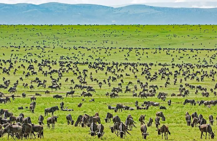 Serengeti Wilderness