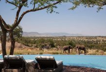 Is an African Safari Really Expensive? Luxury African Safari