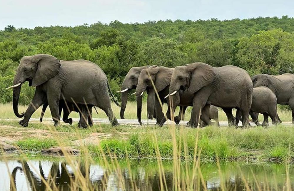 Top 5 Places to See Elephants in Africa