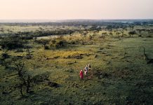 10 Favorite Sightings On African Safari Walking Safari in Africa