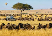 Best 5 African Countries to Visit for a Safari African Safari