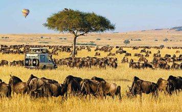 Best 5 African Countries to Visit for a Safari African Safari