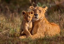 What Should I Pack for a Kenya Safari? Kenya Safari Lions