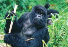 Where to See Gorillas: Bwindi Vs Volcanoes Park Rwanda Gorilla Trekking in Rwanda