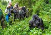 Uganda or Rwanda for Gorilla Trekking: Where to Go Rwanda Gorilla Trekking