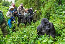 Uganda or Rwanda for Gorilla Trekking: Where to Go Rwanda Gorilla Trekking