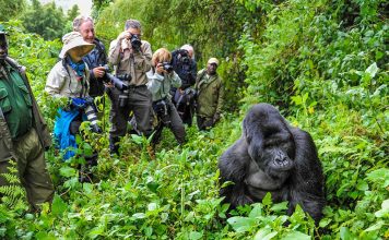 Uganda or Rwanda for Gorilla Trekking: Where to Go Rwanda Gorilla Trekking