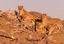 How to Plan the Perfect Safari to Namibia Namibia Desert Lions