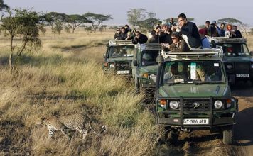 Your Guide to an Affordable Safari in East Africa East Africa Safari