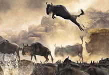 The Great Wildebeest Migration The Wildebeest Migration