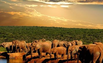 Top 10 African Safari Experiences African Wildlife Safaris