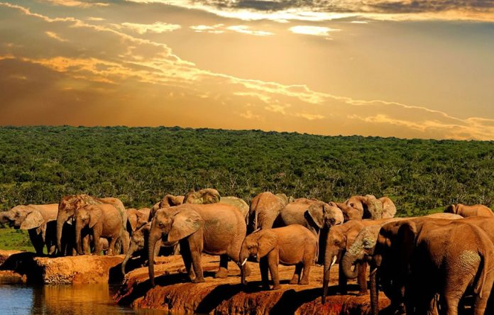 wildlife-safaris African Wildlife Safaris