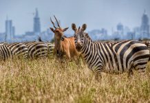 Detailed Guide to Visiting Kenya Nairobi National Park in Kenya
