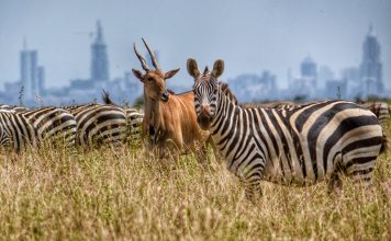 Detailed Guide to Visiting Kenya Nairobi National Park in Kenya