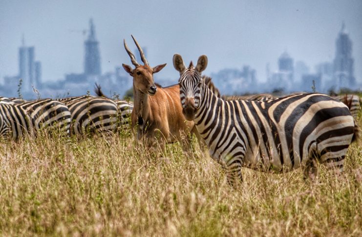 Detailed Guide to Visiting Kenya Nairobi National Park in Kenya